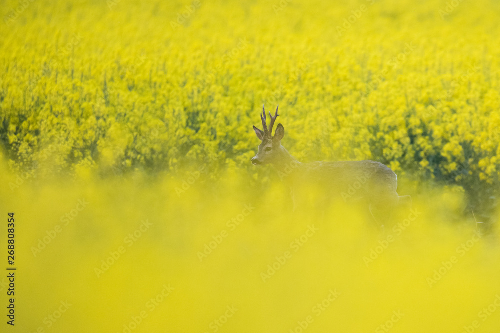 Wall mural roebuck - buck (capreolus capreolus) roe deer - goat