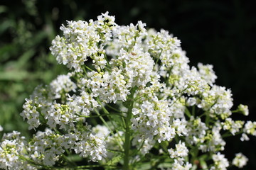 Flowering horseradish plant, color photography