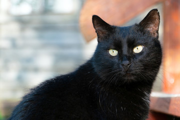 Naklejka na ściany i meble Black cat sitting and looking with his eyes wide open