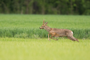 Roebuck - buck (Capreolus capreolus) Roe deer - goat