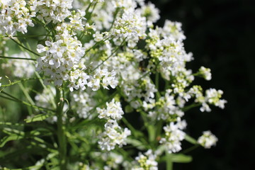 Flowering horseradish plant, color photography