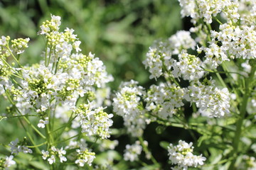 Flowering horseradish plant, color photography