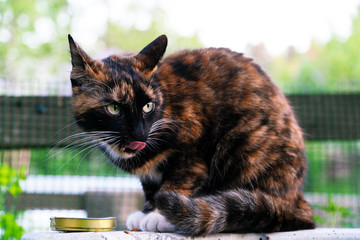 Tricolor street cat sitting near the lid of the iron jar, licks and looks to the side with his ears in different directions. In the coloration of black, white and orange, green eyes and white whiskers