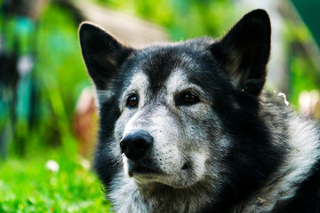 Portrait of black-gray husky with a wise look