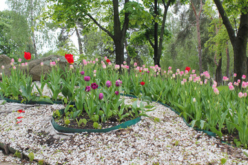 Tulips in the park. Tulips in the garden. Landscaping garden. Tulip design in the garden