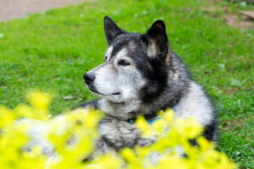 Black and white husky lying on the grass in the foreground yellow flowers