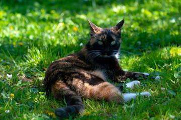Naklejka na ściany i meble Tricolor cat lying on the grass and looks carefully spreading his ears in different directions. In the coloration of black, white and orange, eyes green.