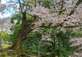Cherry trees and flowers in Nara Park
