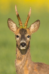 Roebuck - buck (Capreolus capreolus) Roe deer - goat