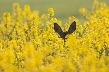Roebuck - buck (Capreolus capreolus) Roe deer - goat
