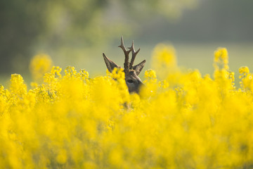 Roebuck - buck (Capreolus capreolus) Roe deer - goat