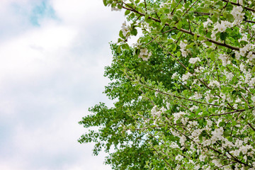 Beautiful white flowering blooming sakura Apple tree on background of blue sky Spring concept.
