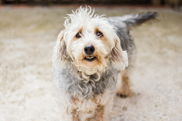 a dog with long hair looking towards camera