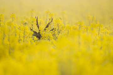 Roebuck - buck (Capreolus capreolus) Roe deer - goat