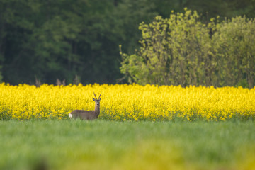 Roebuck - buck (Capreolus capreolus) Roe deer - goat © szczepank