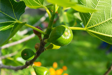 Small figs on a fig tree