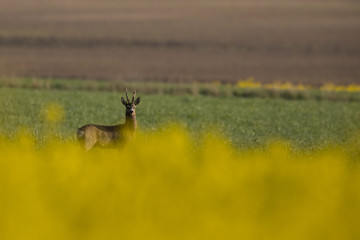 Roebuck - buck (Capreolus capreolus) Roe deer - goat