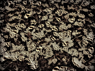 tea leaves background