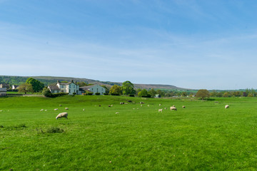 rural landscape with Sheep