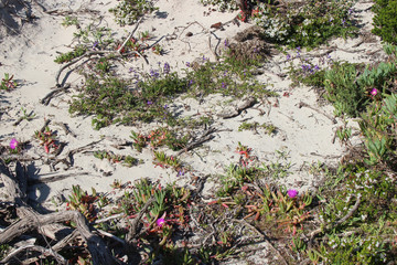 nature at kangaroo island (australia)