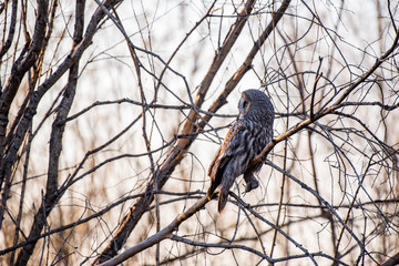 Bearded tawdling (lat. Strix nebulosa) - large (wingspan up to one and a half meters) bird of the genus of lamb. Republic of Yakutia. Russia.