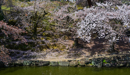 Cherry trees and flowers in Nara Park