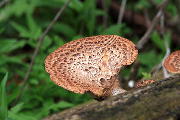 Dryad’s Saddle or Pheasant Back Mushroom