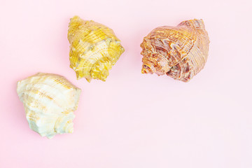 The concept of summer vacation at sea. Rapana shells of various colors - white, beige and brown - lie on a pink background. Stylish pastel photo. Flat lay, minimalism, top view. Copy space.