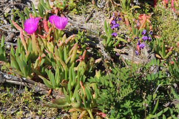 blooming flowers on kangaroo island (australia)