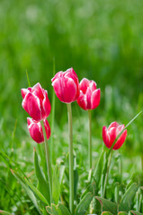 Red tulips