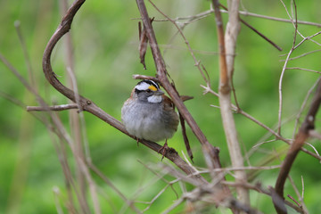 white-throated sparrow perched on branch