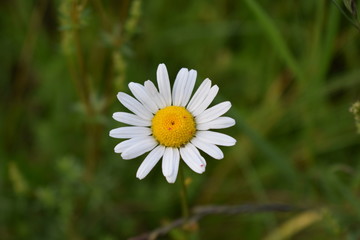 Fototapeta premium Frühling 18