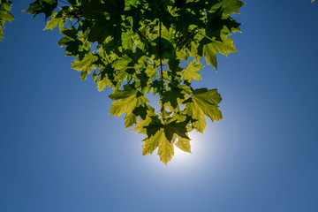 Sun shines through some leafs against the blue sky on one of the first hot days of the year in Duisburg, Germany.