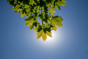 Sun shines through some leafs against the blue sky on one of the first hot days of the year in Duisburg, Germany.