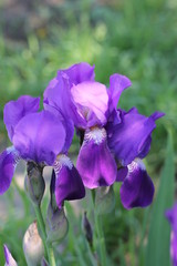 Purple iris flower, color photo