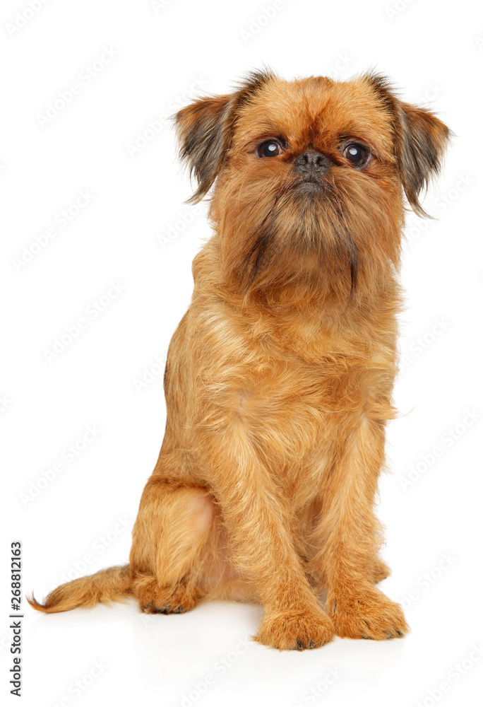 Poster Portrait of a young Brussels Griffon