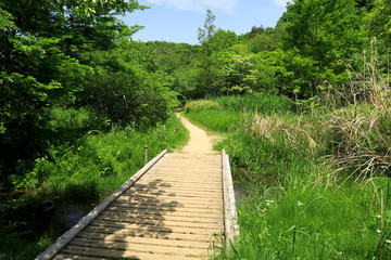 Fototapeta premium 新緑の林に続く小道風景