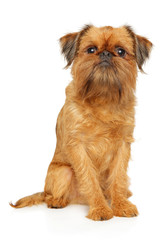 Portrait of a young Brussels Griffon