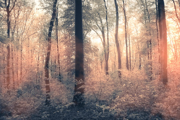 magical light in forest landscape