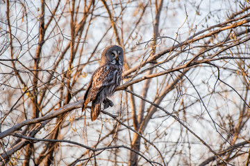 Bearded tawdling (lat. Strix nebulosa) - large (wingspan up to one and a half meters) bird of the genus of lamb. Republic of Yakutia. Russia.