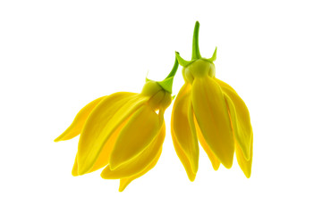 Naklejka premium Bhandari flower (Artabotrys siamensis)