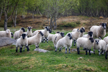 Fototapeta premium Sheep on pasture