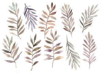 Botanical set. Hand drawn watercolor. Botanical illustration of vintage. Grass, leaves, twigs. Design elements for print, vintage posters, wallpapers, textiles.