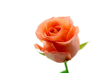 Close up orange rose flower on white background