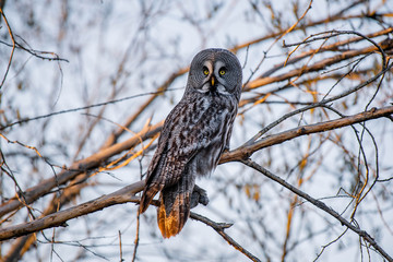 Bearded tawdling (lat. Strix nebulosa) - large (wingspan up to one and a half meters) bird of the genus of lamb. Republic of Yakutia. Russia.