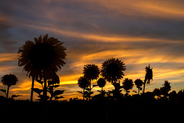 Silhouette of sunflower with twilight sky.