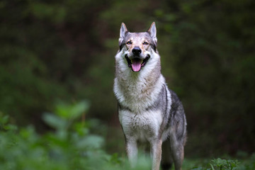 Wolfdog in the forest
