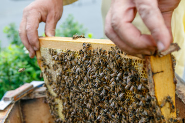 Beekeeper harvest honey from honeycomb