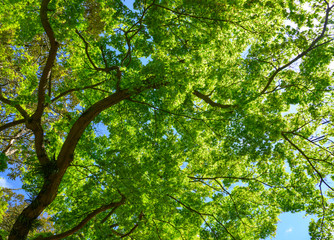 Young maple leaves under sun light
