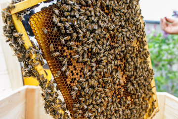 Bees and honeycomb